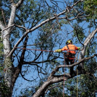 download_scaled_1500x1500_8115