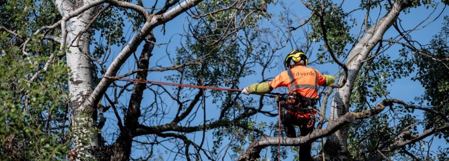 download_scaled_1500x1500_8115